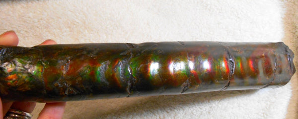 340 x 60  x 45mm Canadian Ammolite Bacculite Fossil カナディアン　バキュライト　アンモライト Baculite