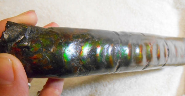 340 x 60  x 45mm Canadian Ammolite Bacculite Fossil カナディアン　バキュライト　アンモライト Baculite