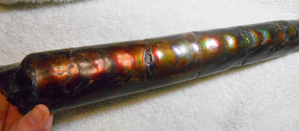 340 x 60  x 45mm Canadian Ammolite Bacculite Fossil カナディアン　バキュライト　アンモライト Baculite