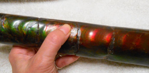 340 x 60  x 45mm Canadian Ammolite Bacculite Fossil カナディアン　バキュライト　アンモライト Baculite