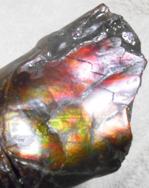 340 x 60  x 45mm Canadian Ammolite Bacculite Fossil カナディアン　バキュライト　アンモライト Baculite
