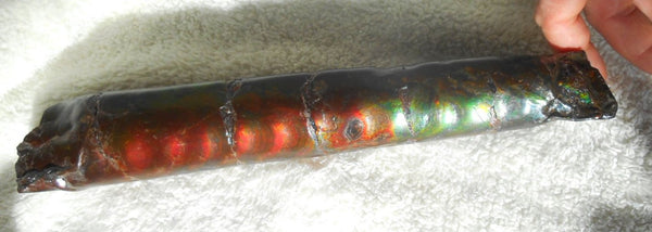 340 x 60  x 45mm Canadian Ammolite Bacculite Fossil カナディアン　バキュライト　アンモライト Baculite