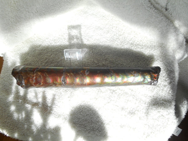 340 x 60  x 45mm Canadian Ammolite Bacculite Fossil カナディアン　バキュライト　アンモライト Baculite