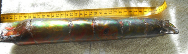 340 x 60  x 45mm Canadian Ammolite Bacculite Fossil カナディアン　バキュライト　アンモライト Baculite