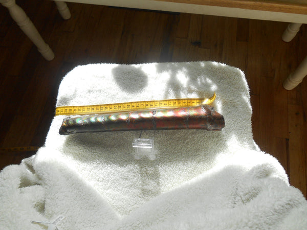 340 x 60  x 45mm Canadian Ammolite Bacculite Fossil カナディアン　バキュライト　アンモライト Baculite