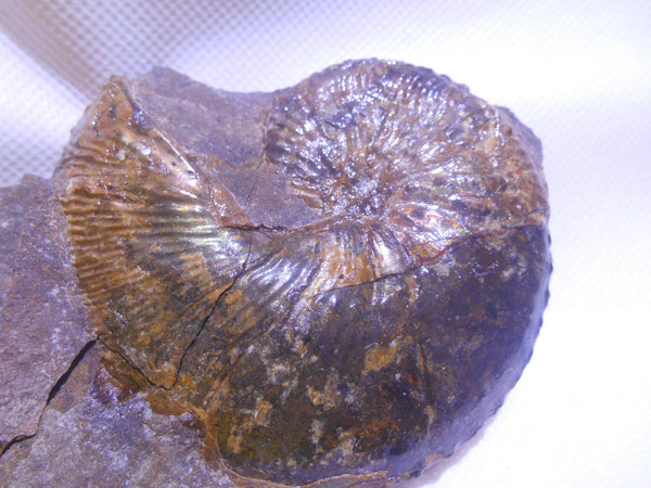 USA Ammonite Hoploscaphites cheyennensis Scaphite アンモナイト ホプロスカフィテス・チェエンネンシス