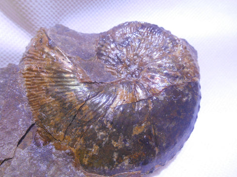 USA Ammonite Hoploscaphites cheyennensis Scaphite アンモナイト ホプロスカフィテス・チェエンネンシス