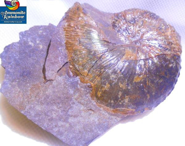 USA Ammonite Hoploscaphites cheyennensis Scaphite アンモナイト ホプロスカフィテス・チェエンネンシス
