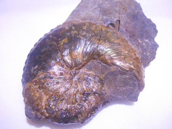 USA Ammonite Hoploscaphites cheyennensis Scaphite アンモナイト ホプロスカフィテス・チェエンネンシス