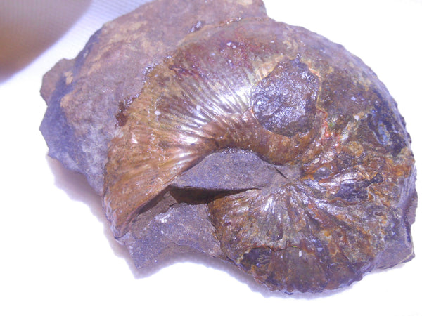 USA Ammonite Hoploscaphites cheyennensis Scaphite アンモナイト ホプロスカフィテス・チェエンネンシス