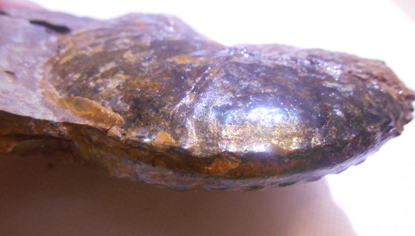 USA Ammonite Hoploscaphites cheyennensis Scaphite アンモナイト ホプロスカフィテス・チェエンネンシス