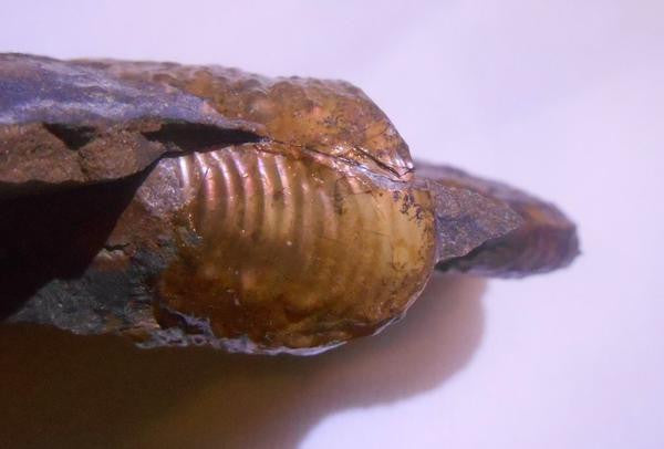 USA Ammonite Hoploscaphites cheyennensis Scaphite アンモナイト ホプロスカフィテス・チェエンネンシス