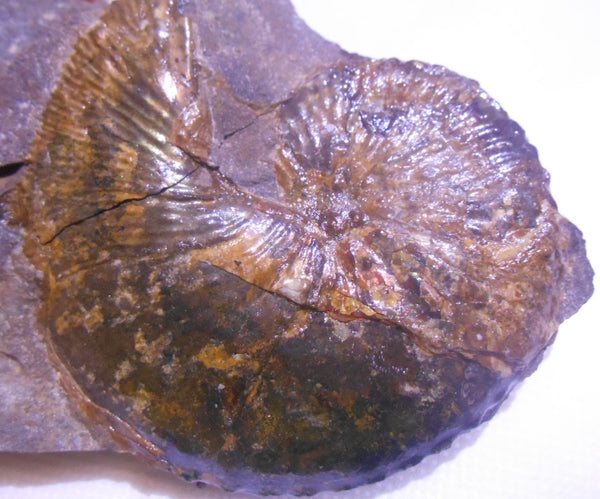 USA Ammonite Hoploscaphites cheyennensis Scaphite アンモナイト ホプロスカフィテス・チェエンネンシス