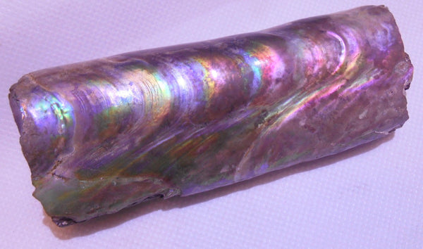 115 x 46 x 32mm Montana Bacculite Fossil