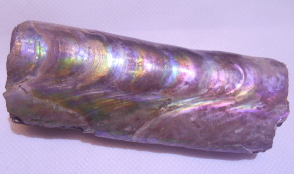 115 x 46 x 32mm Montana Bacculite Fossil