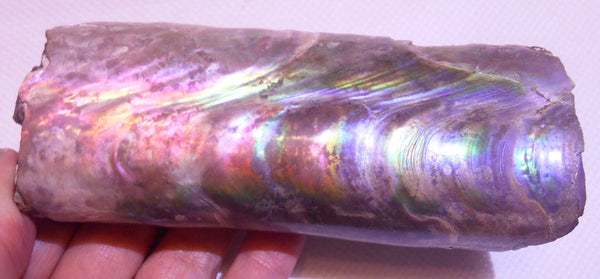 115 x 46 x 32mm Montana Bacculite Fossil