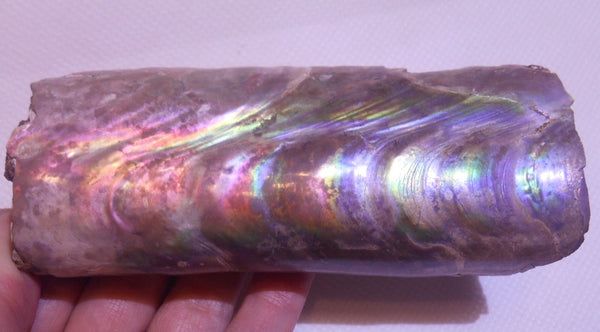 115 x 46 x 32mm Montana Bacculite Fossil