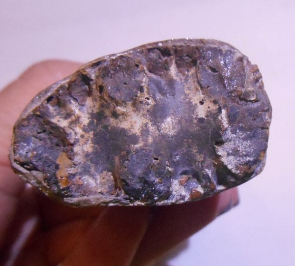 115 x 46 x 32mm Montana Bacculite Fossil