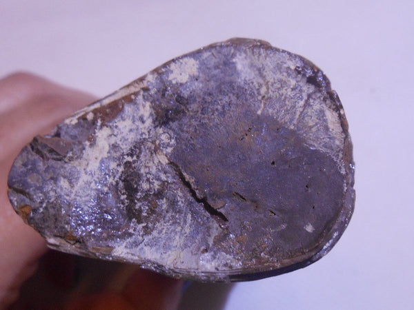 115 x 46 x 32mm Montana Bacculite Fossil