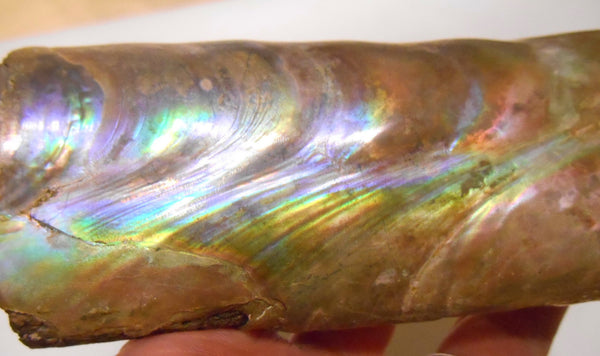 115 x 46 x 32mm Montana Bacculite Fossil