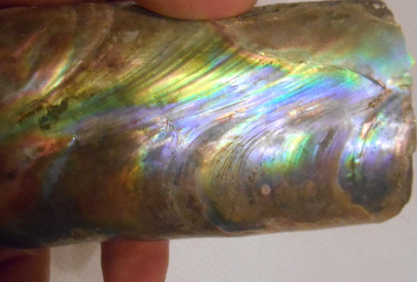 115 x 46 x 32mm Montana Bacculite Fossil