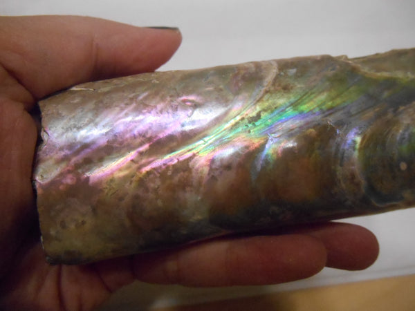 115 x 46 x 32mm Montana Bacculite Fossil