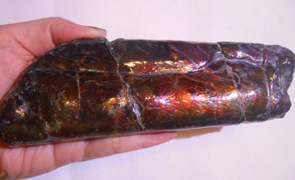 Bacculite Fossil　　バキュライト　アンモライト化　サウスダコタ