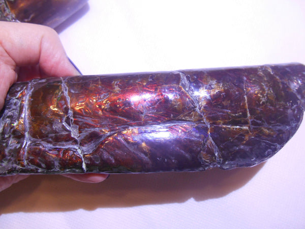 Bacculite Fossil　　バキュライト　アンモライト化　サウスダコタ