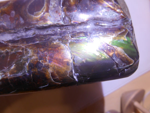 Bacculite Fossil　　バキュライト　アンモライト化　サウスダコタ