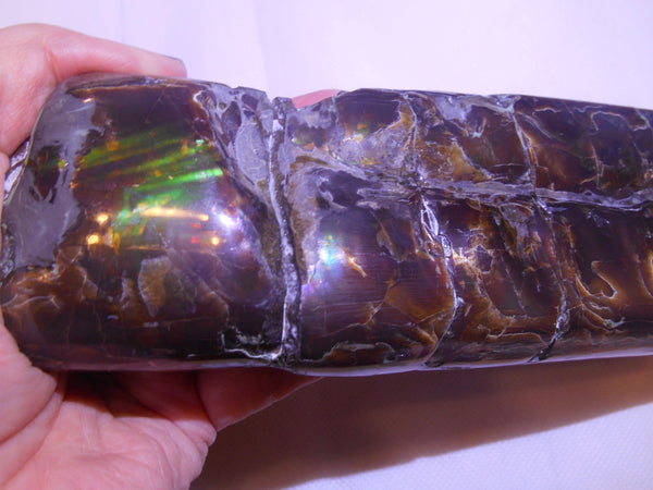 Bacculite Fossil　　バキュライト　アンモライト化　サウスダコタ