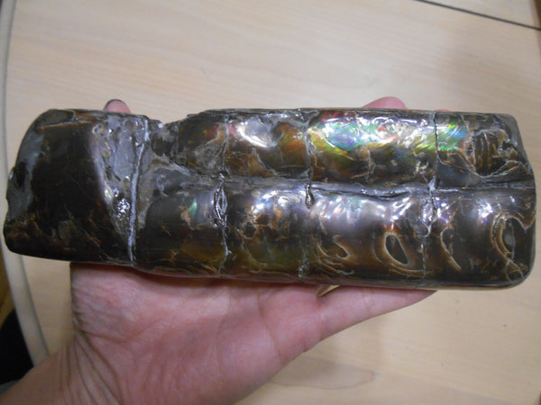 Bacculite Fossil　　バキュライト　アンモライト化　サウスダコタ