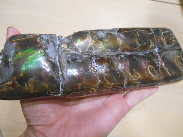 Bacculite Fossil　　バキュライト　アンモライト化　サウスダコタ