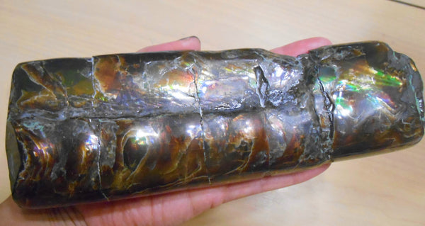 Bacculite Fossil　　バキュライト　アンモライト化　サウスダコタ