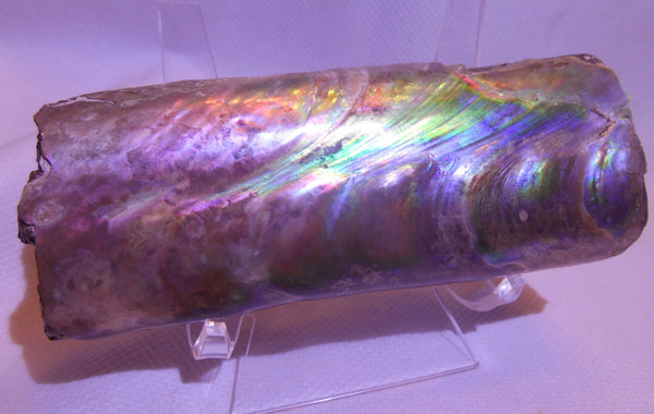 115 x 46 x 32mm Montana Bacculite Fossil