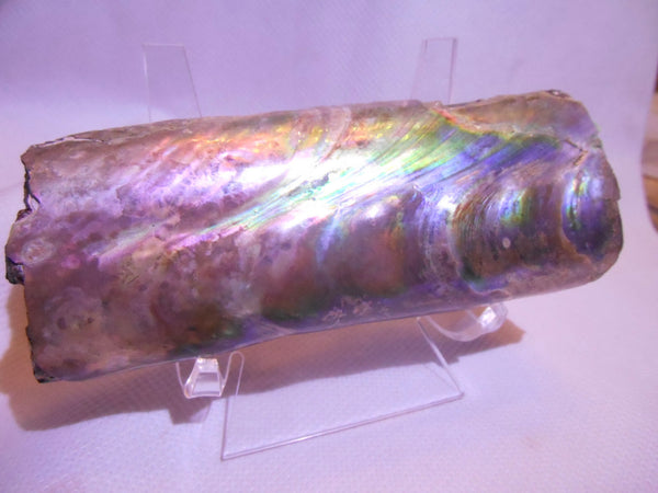 115 x 46 x 32mm Montana Bacculite Fossil