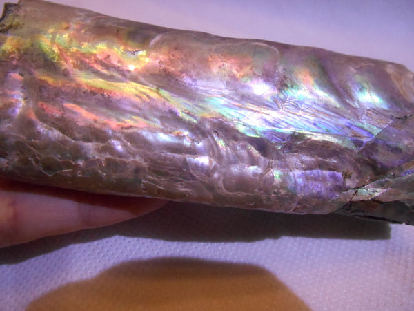 115 x 46 x 32mm Montana Bacculite Fossil