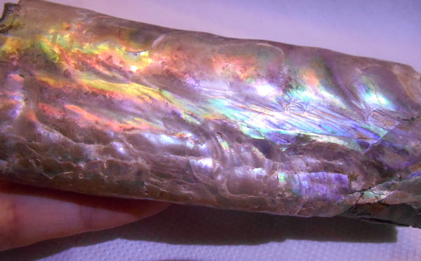 115 x 46 x 32mm Montana Bacculite Fossil