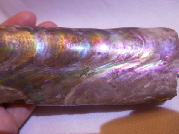 115 x 46 x 32mm Montana Bacculite Fossil