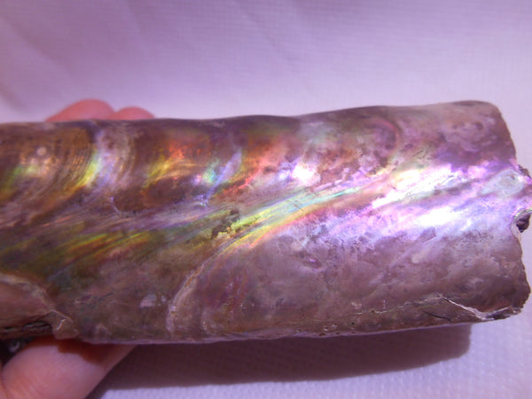 115 x 46 x 32mm Montana Bacculite Fossil