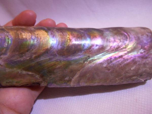 115 x 46 x 32mm Montana Bacculite Fossil
