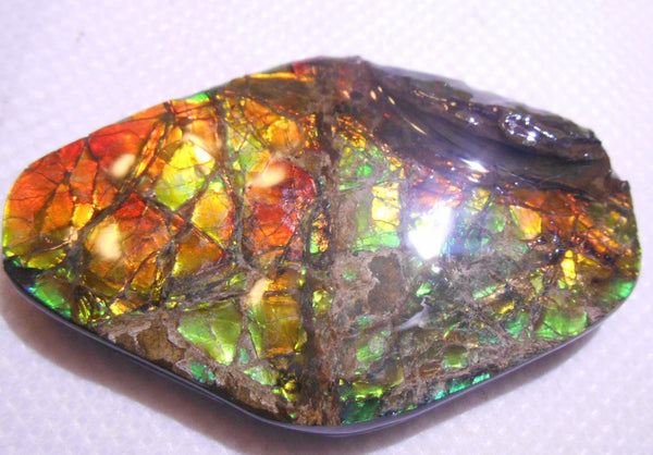 60 x 39 mm Coated Free Form - FFC37   - アンモライト　ルース　フリーフォーム　ドラゴンスキン