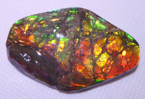 60 x 39 mm Coated Free Form - FFC37   - アンモライト　ルース　フリーフォーム　ドラゴンスキン