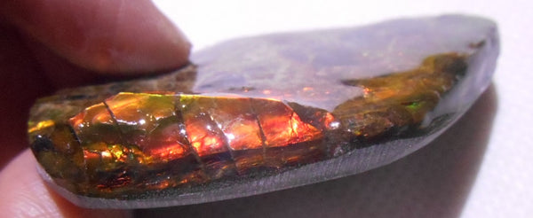 60 x 39 mm Coated Free Form - FFC37   - アンモライト　ルース　フリーフォーム　ドラゴンスキン