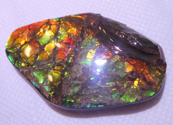 60 x 39 mm Coated Free Form - FFC37   - アンモライト　ルース　フリーフォーム　ドラゴンスキン