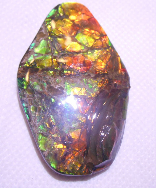 60 x 39 mm Coated Free Form - FFC37   - アンモライト　ルース　フリーフォーム　ドラゴンスキン