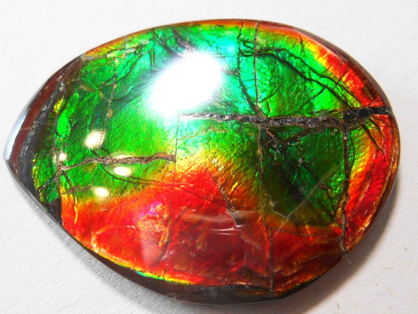 SALE 50% OFF 43 x 32 mm  Natural  Free Form . FFN 305 Ammolite  ナチュラル　ルース　アンモライト フリーフォーム