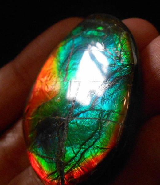 SALE 50% OFF 43 x 32 mm  Natural  Free Form . FFN 305 Ammolite  ナチュラル　ルース　アンモライト フリーフォーム