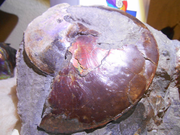 USA Ammonite Ammolite  Sphenodiscus sp & Hoploscaphites  Scaphite アンモナイト  スフェノディスカス　＆　ホプロスカフィテス