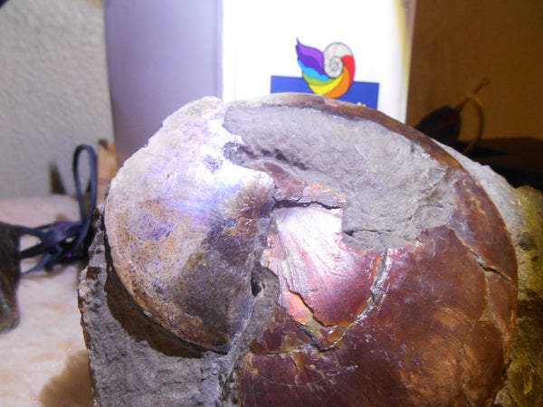 USA Ammonite Ammolite  Sphenodiscus sp & Hoploscaphites  Scaphite アンモナイト  スフェノディスカス　＆　ホプロスカフィテス