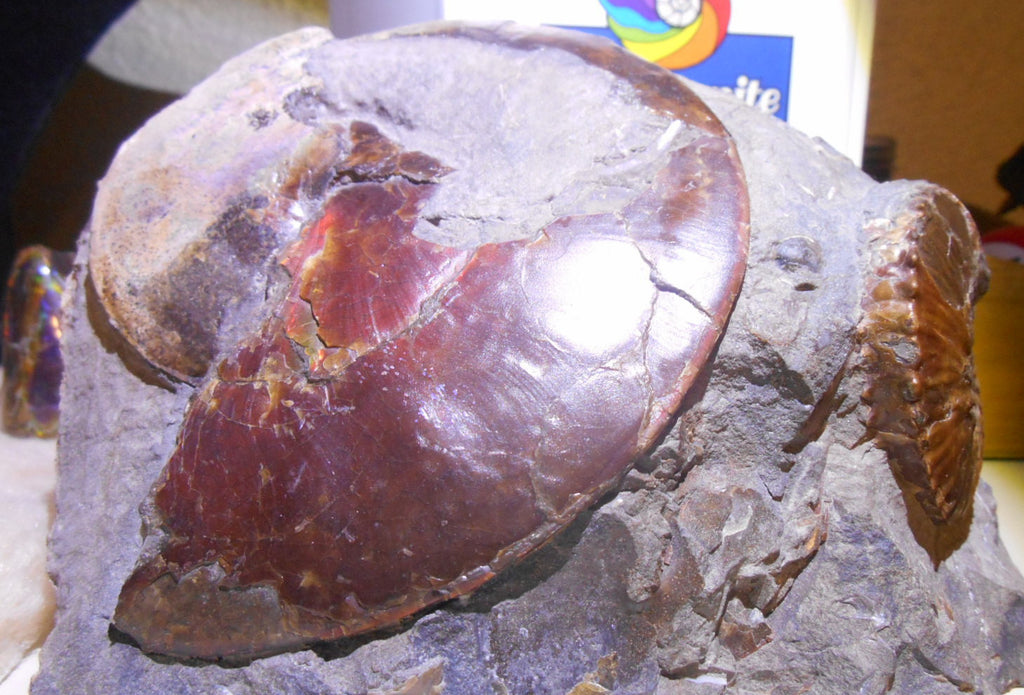 USA Ammonite Ammolite Sphenodiscus sp & Hoploscaphites